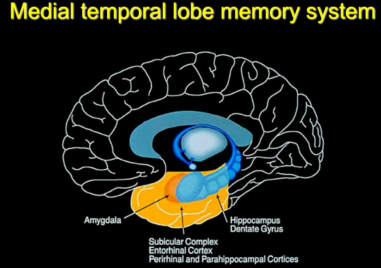 An image mapping and describing the medial temporal lobe memory system.